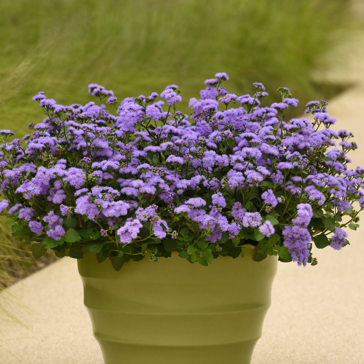 Purple Monarch Magic Ageratum plant in a pot
