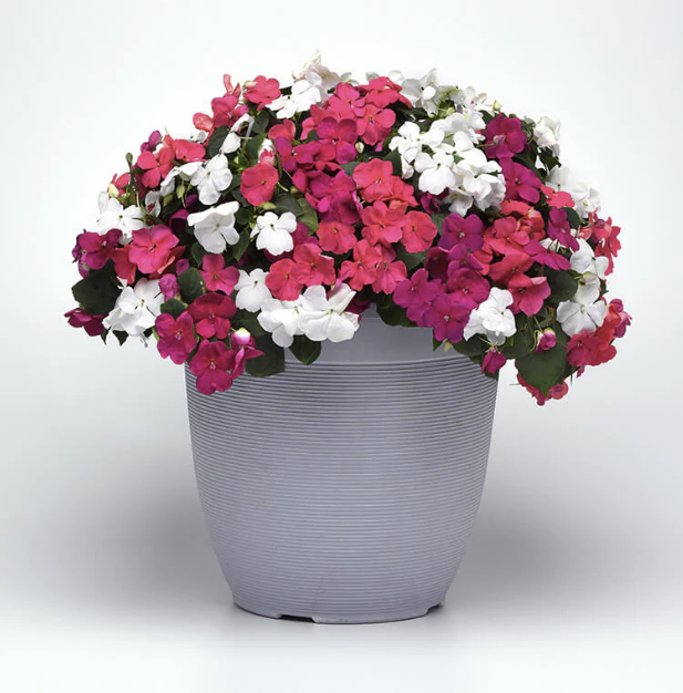 Beacon Series Impatiens with light pink, hot pink, and white blossoms