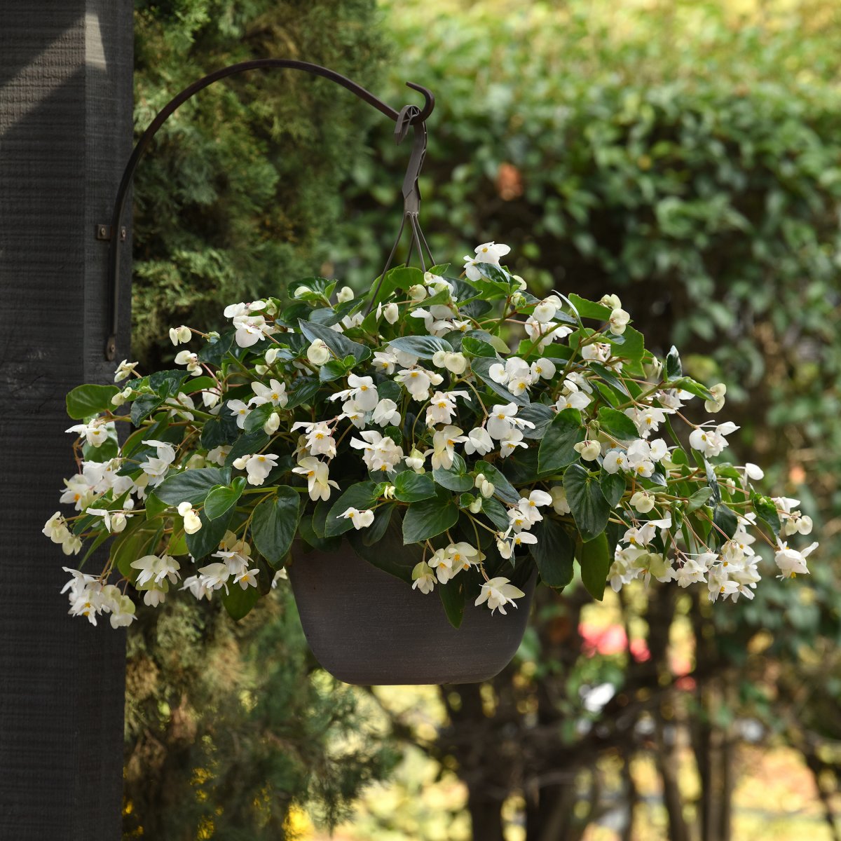 Dragon Wing White Begonia