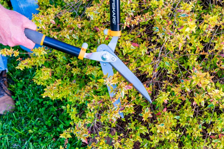 Fiskars Hedge Shears in action