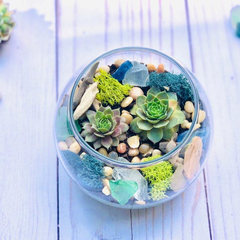 Best Mother’s Day Gifts for DIY Moms Partyn With Plants Sea Glass & Driftwood Terrarium Kit