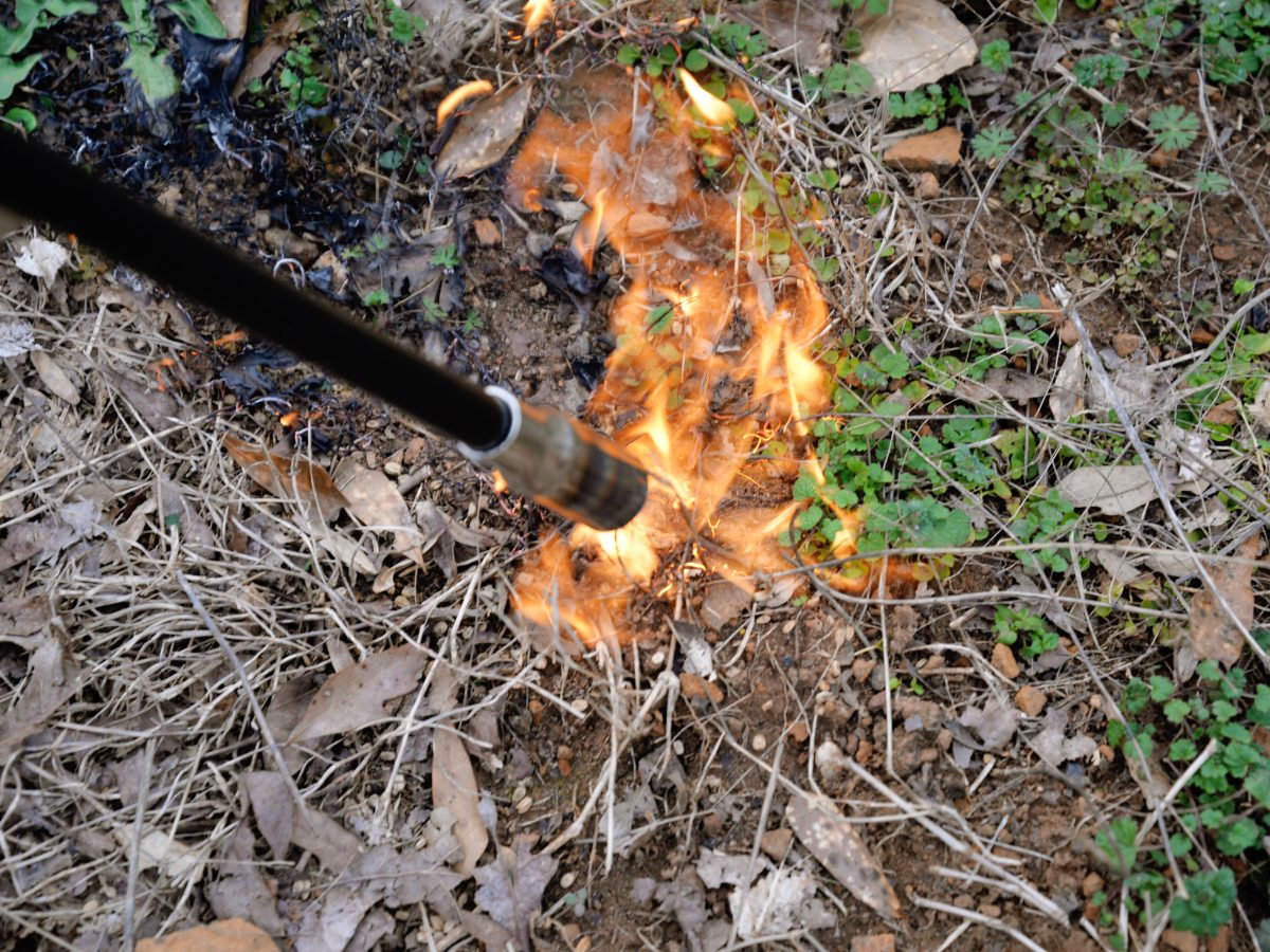 A weed torch producing a flame to burn weeds.