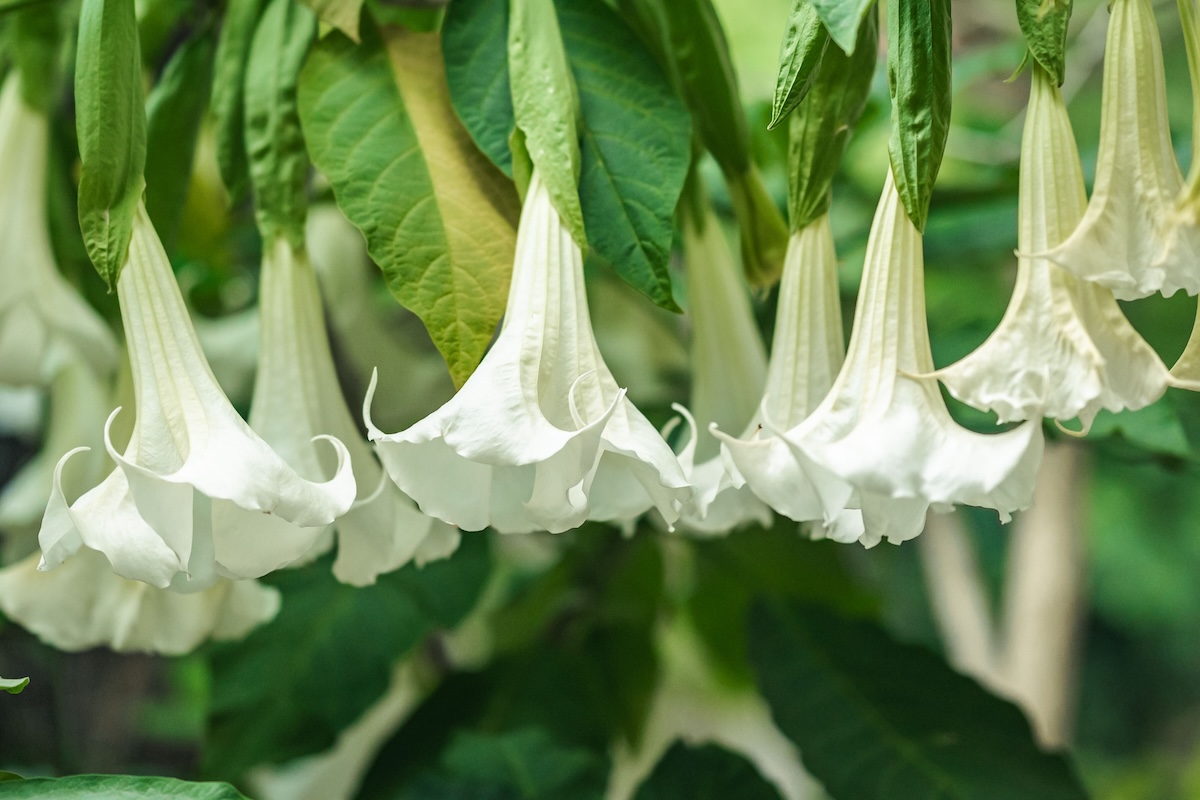 Several Super Angel's Trumpet blooms hanging downward. 