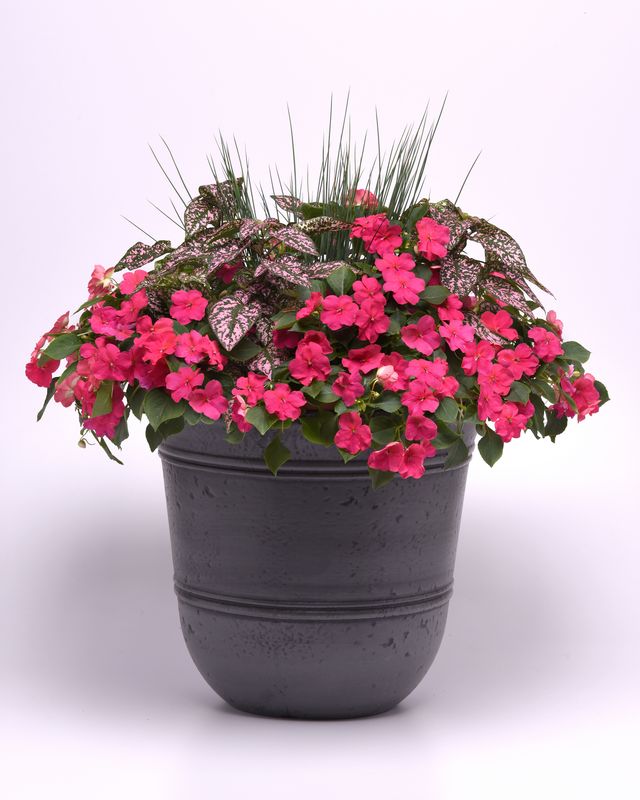 Container garden with Impatiens Beacon, Hypoestes, and Juncus Blue Arrows