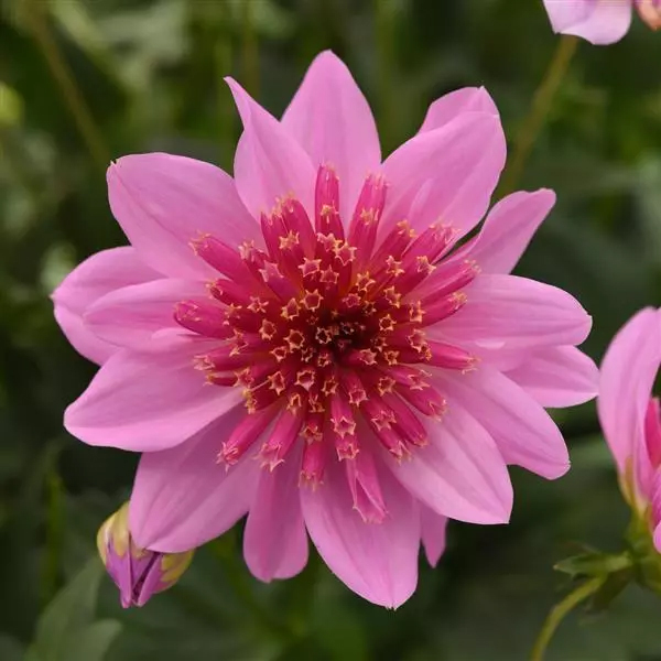 Closeup of Dahlia Venti PinkBurst flower