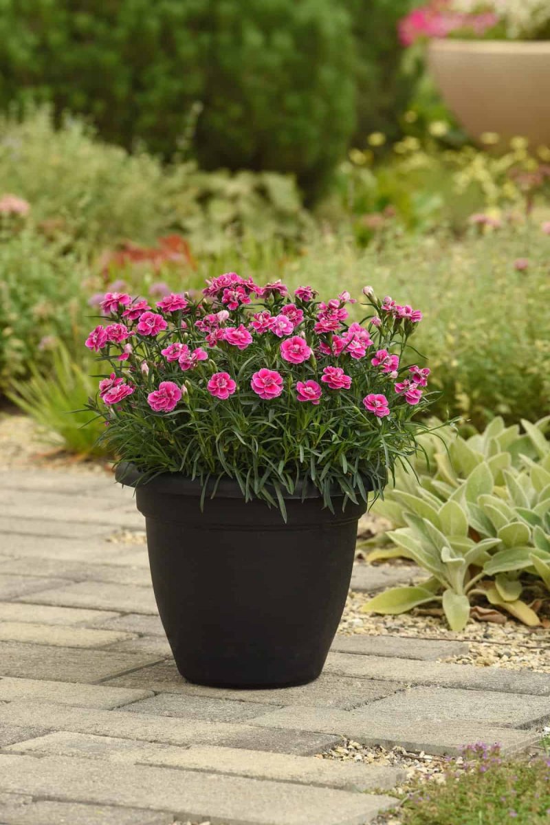 Pink Dianthus Interspecific Capitán™ Magnifica