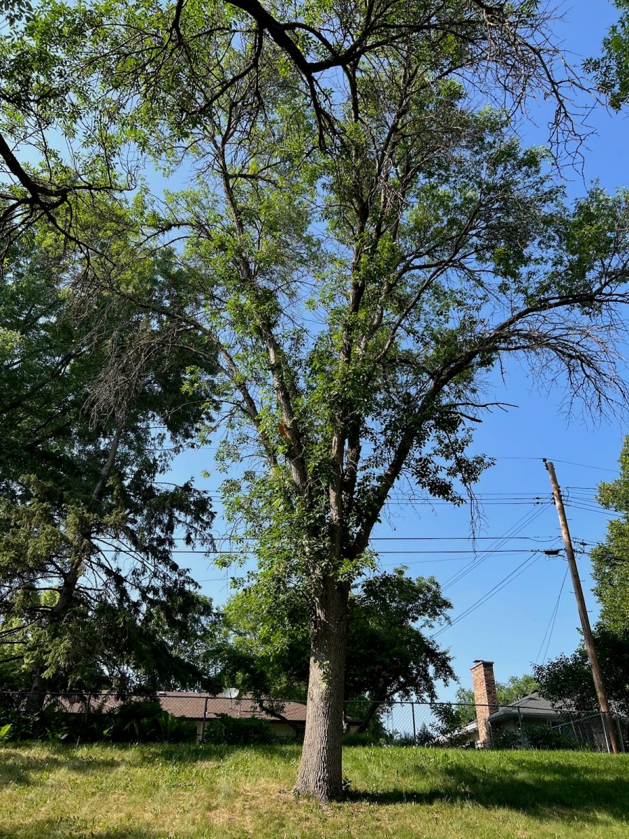 A dying ash tree infested with emerald ash borers before removal.