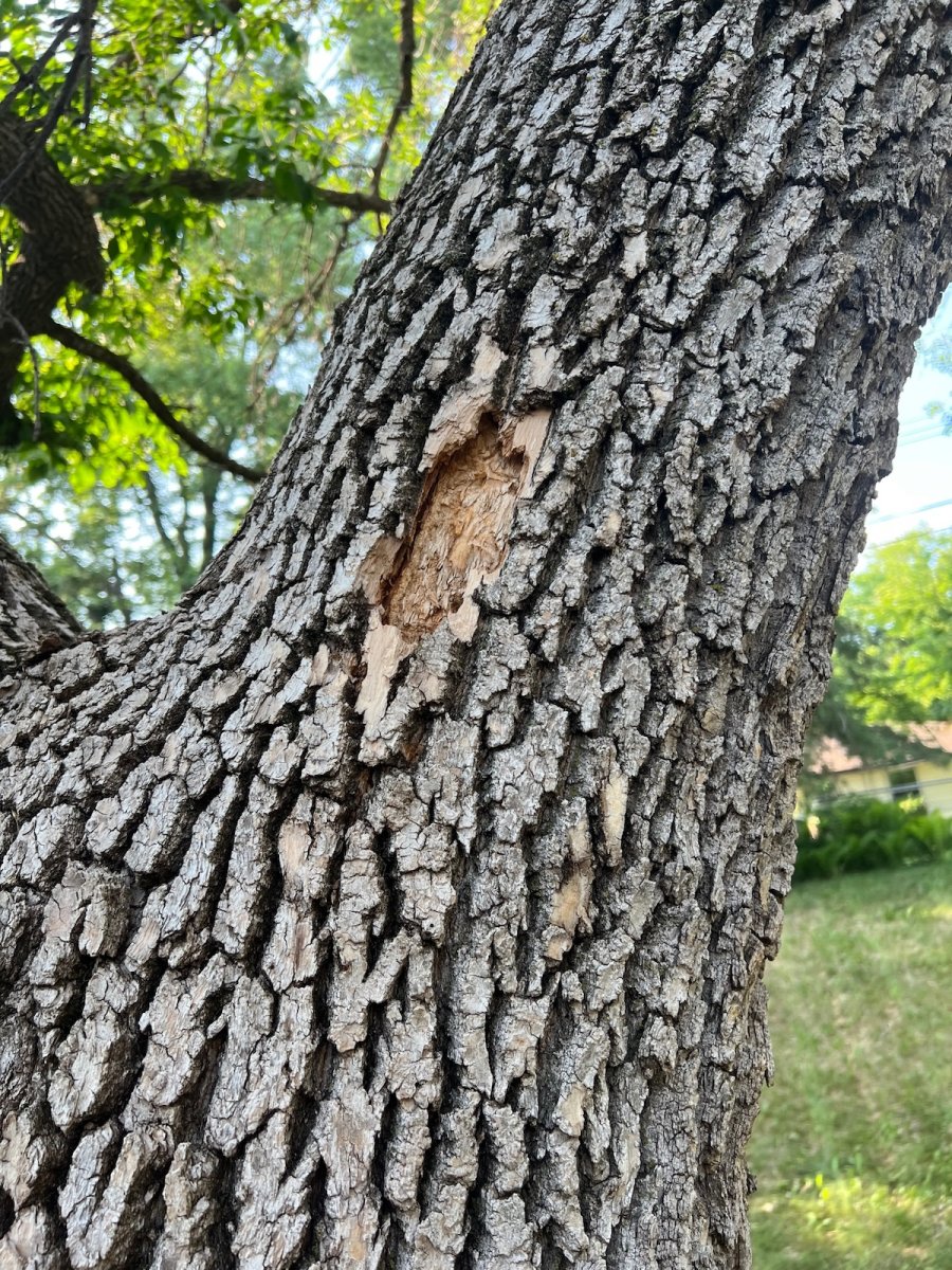 Woodpecker damage on tree bark from emerald ash borer infestation.