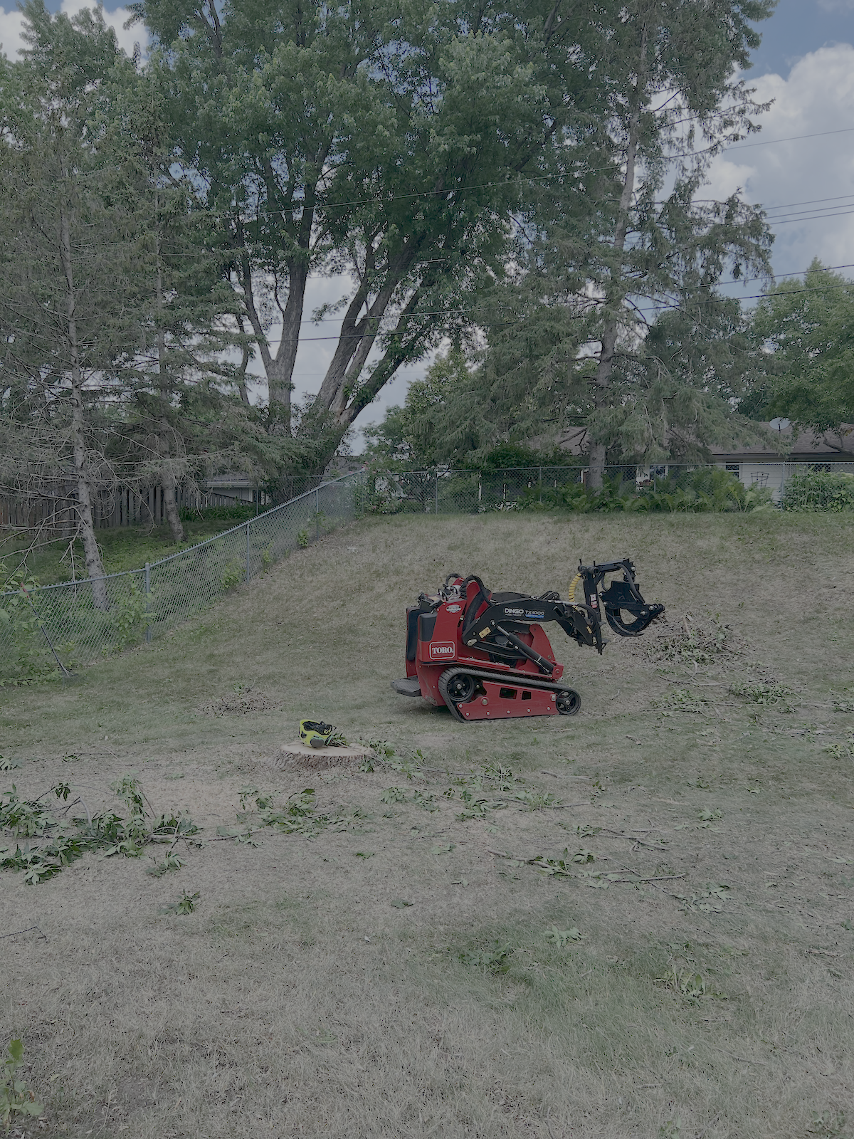 A tree cut down due to emerald ash borer in editor Jenny Stanley's backyard.
