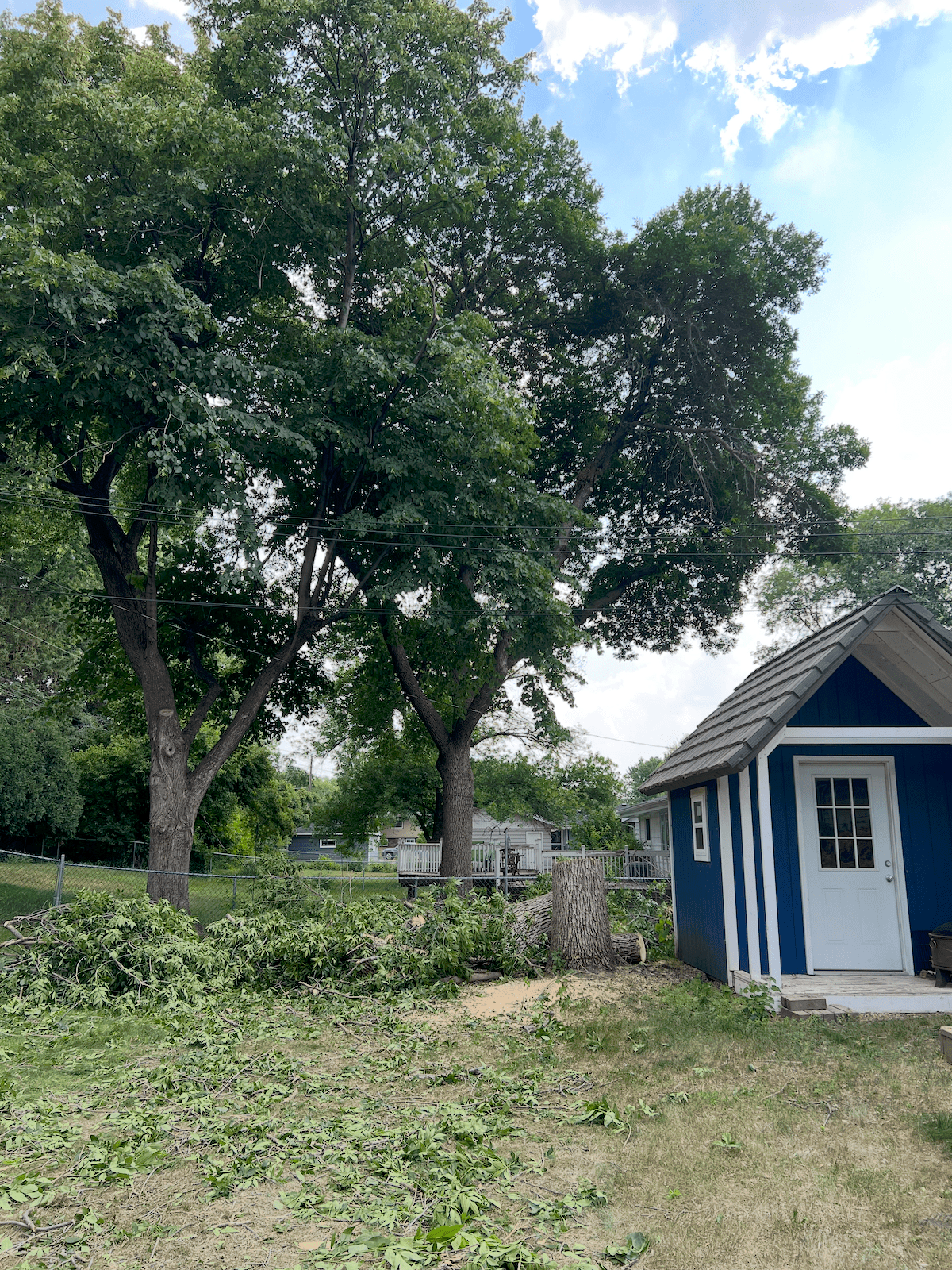 Partially cut down tree near editor Jenny Stanley's backyard shed. Tree removed due to emerald ash borer infestation.