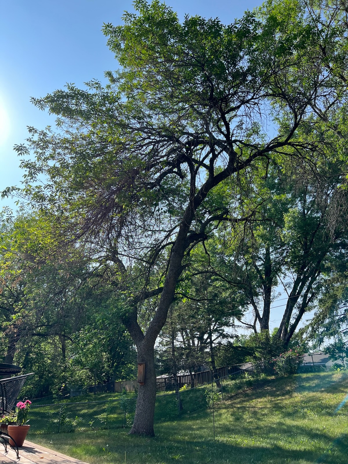 A large dying ash tree in editor Jenny Stanley's backyard about to be removed.