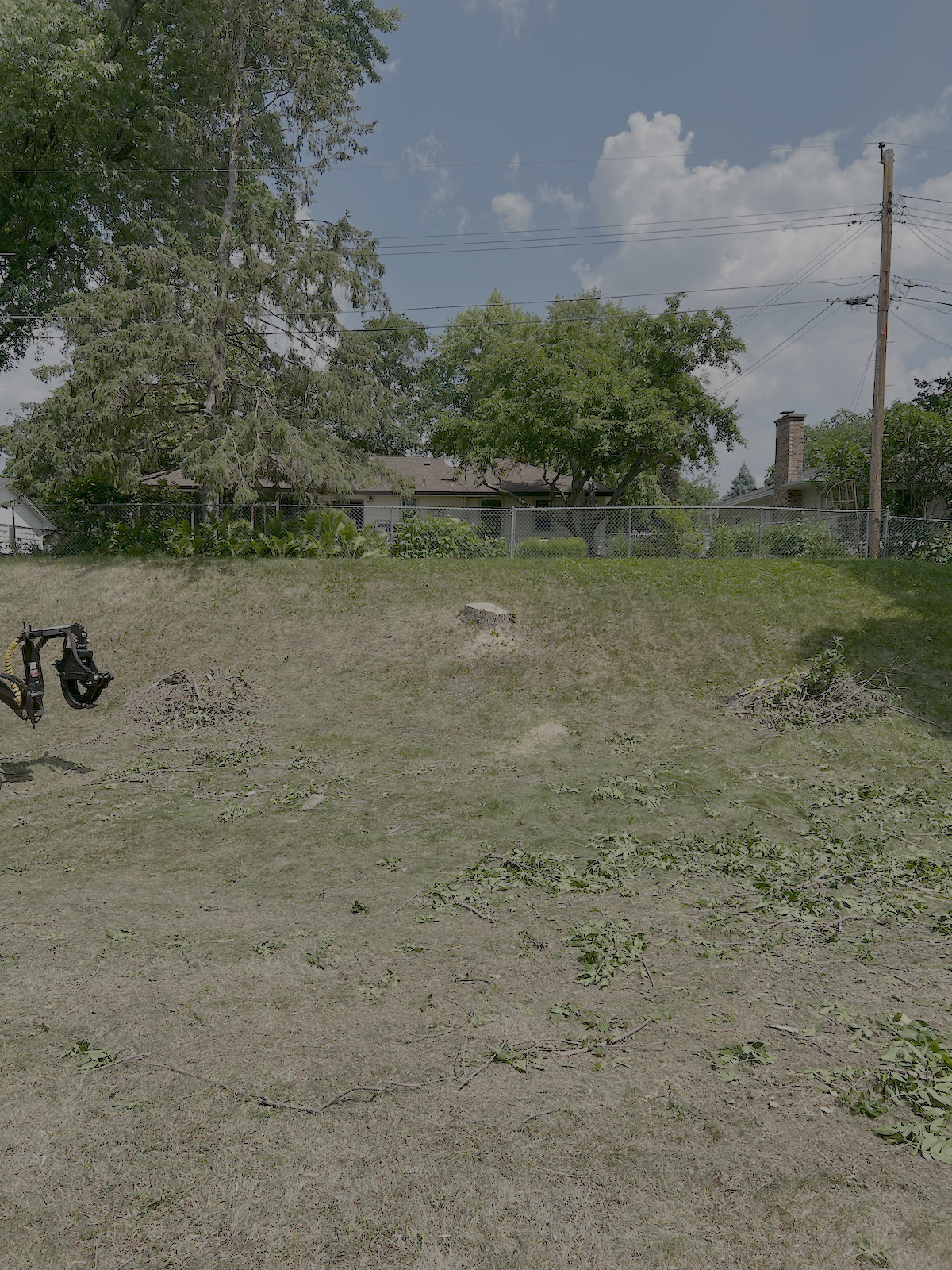 Tree removal in Minnesota due to invasive emerald ash borer.