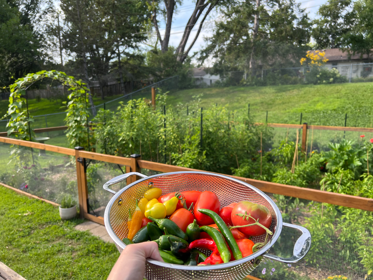 Editor Jenny Stanley's backyard vegetable garden after removing shade trees due to emerald ash borer.