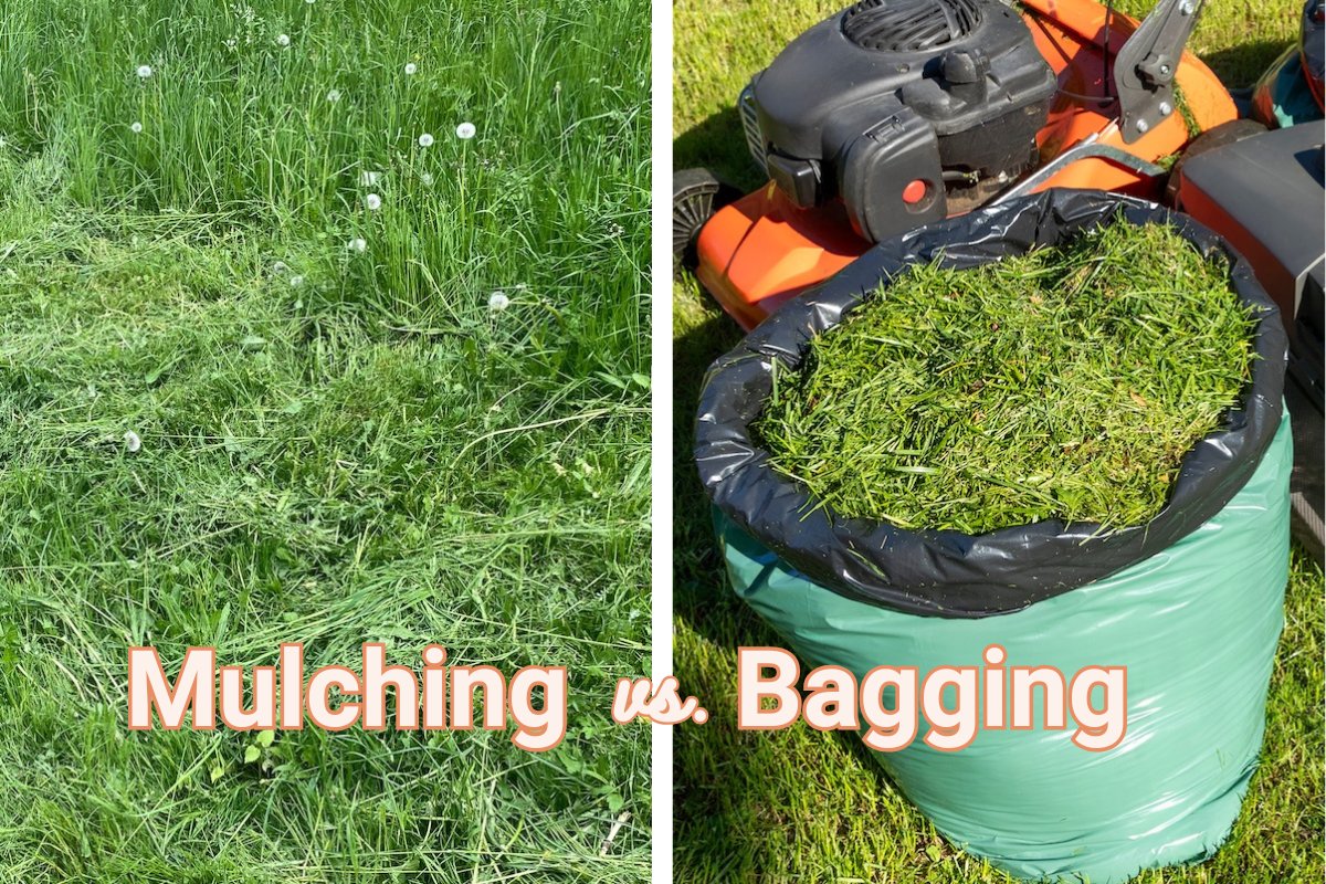 Mulching vs. Bagging Grass Clippings: Which Is Better for Your Lawn?