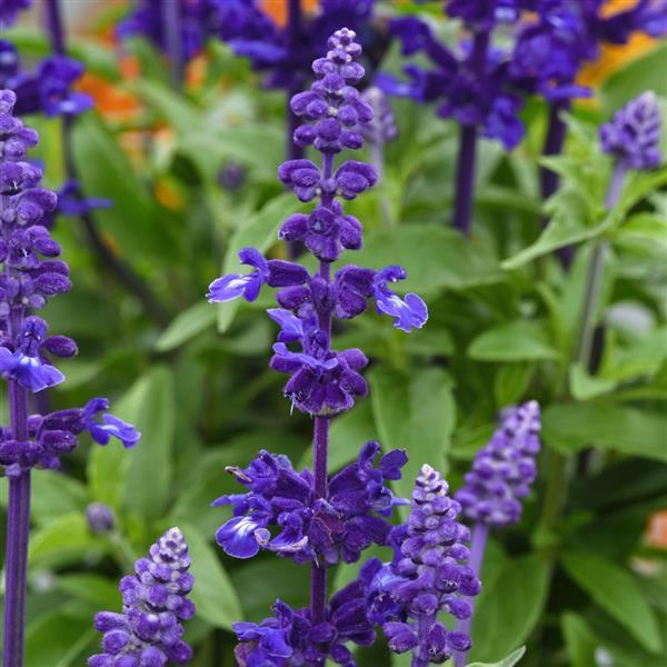 Salvia Mystical Blue