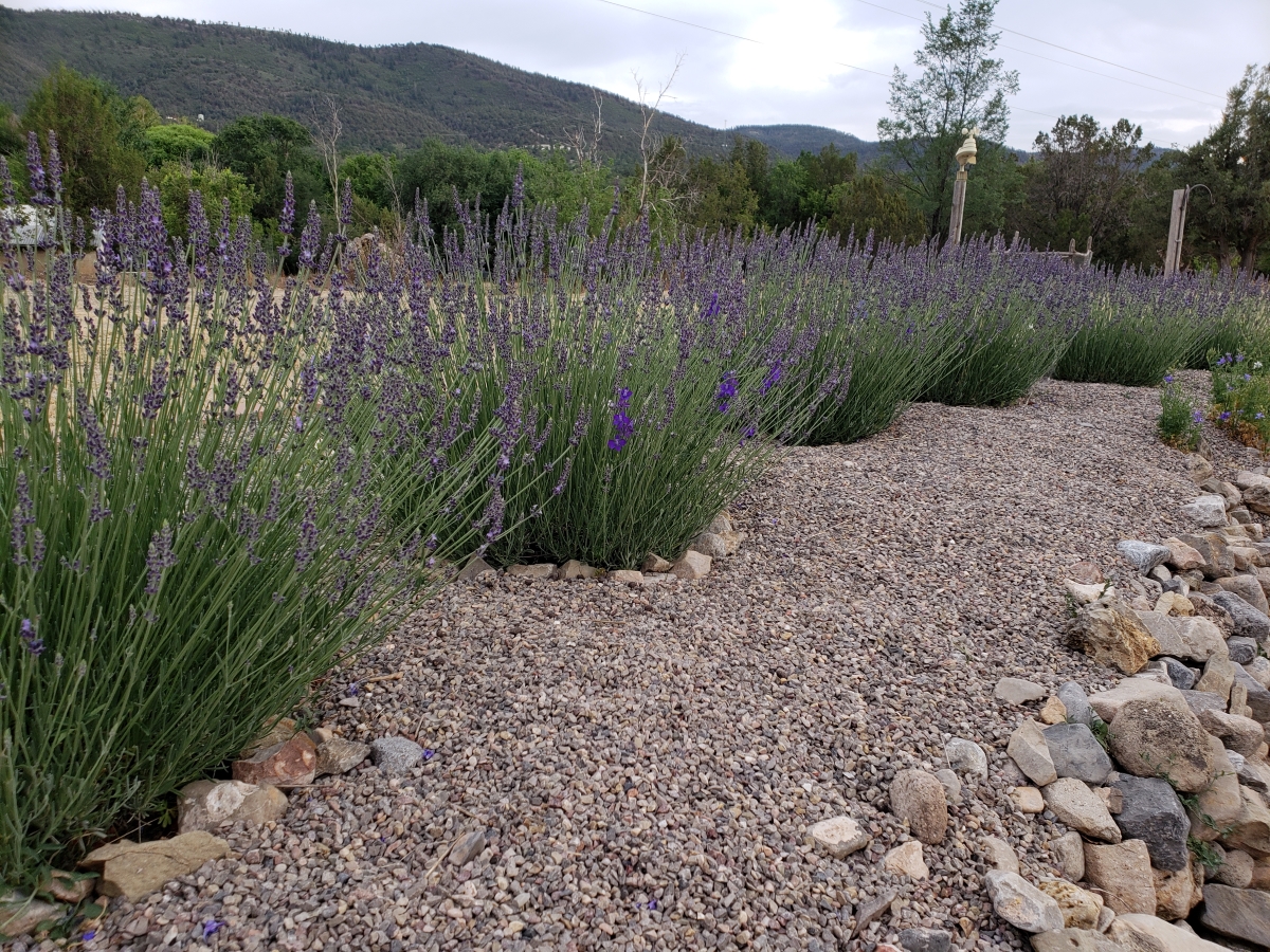 Lavender plants that are blooming in a row.