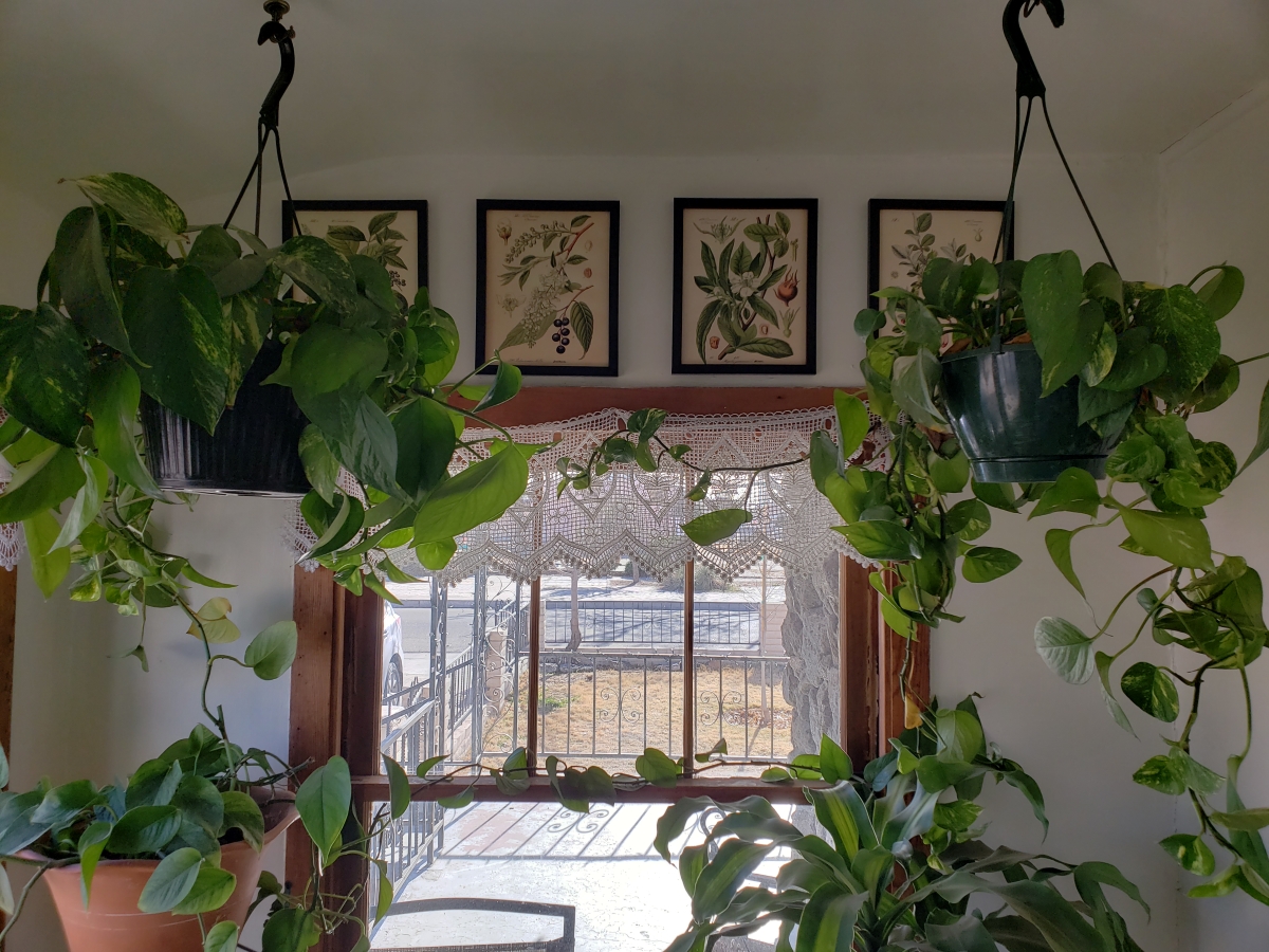 Two indoor hanging plants next to a window.