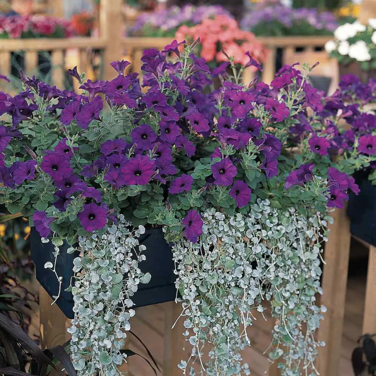 A window box featuring trending container garden flowers.