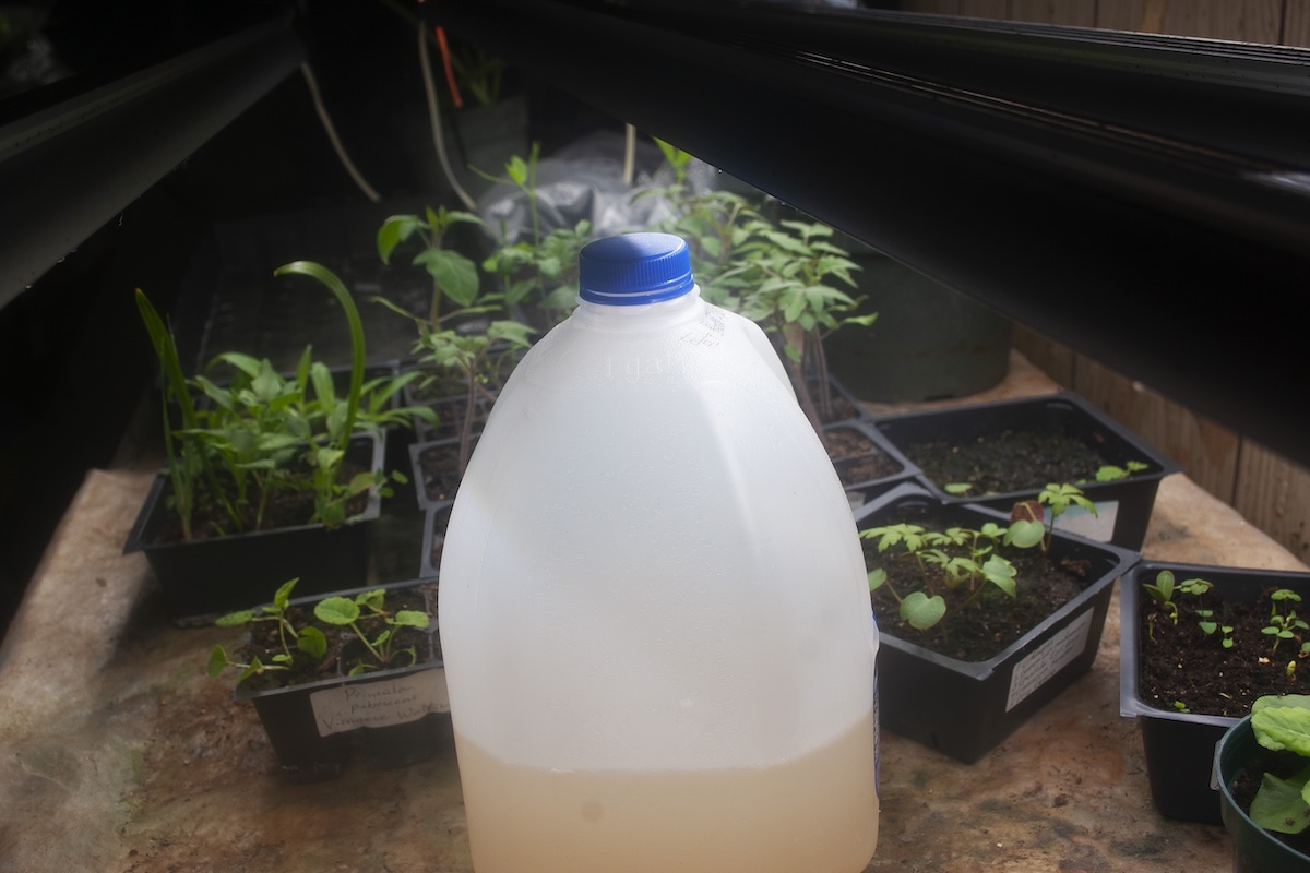 A recycled milk jug in use for garden fertilizer storage.