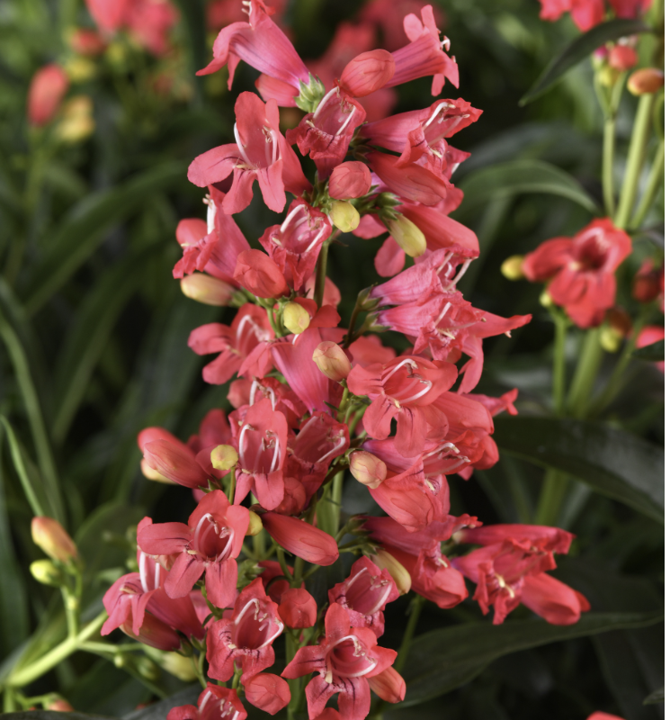 Rock Candy® Coral Beardtongue