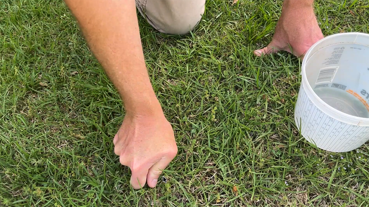Sunday Lawn Care Products