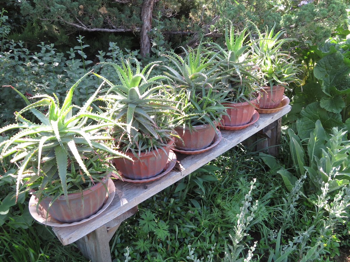 Rule of threes with planted containers on a weathered bench in a garden.