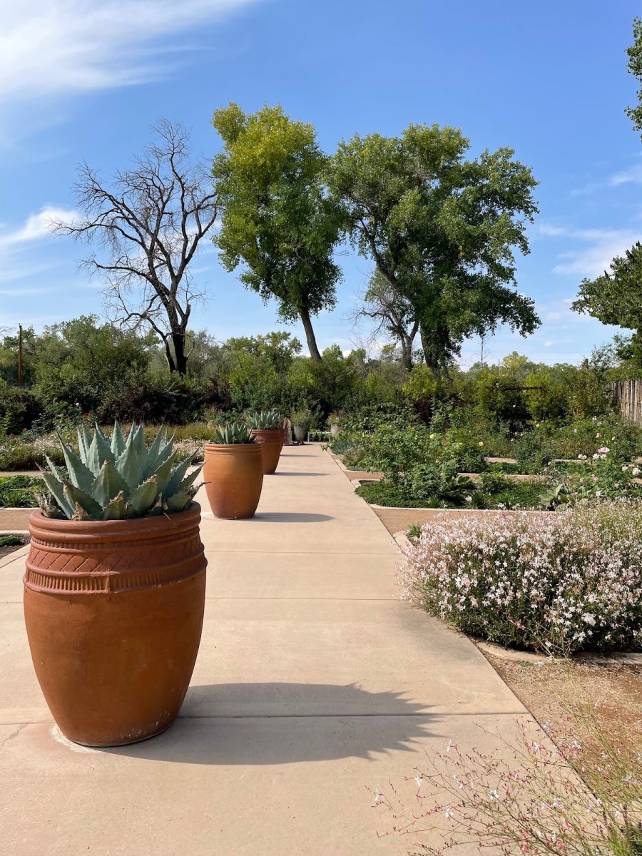 Large potted plants on a sidewalk in a garden showcasing the rule of threes in garden design.