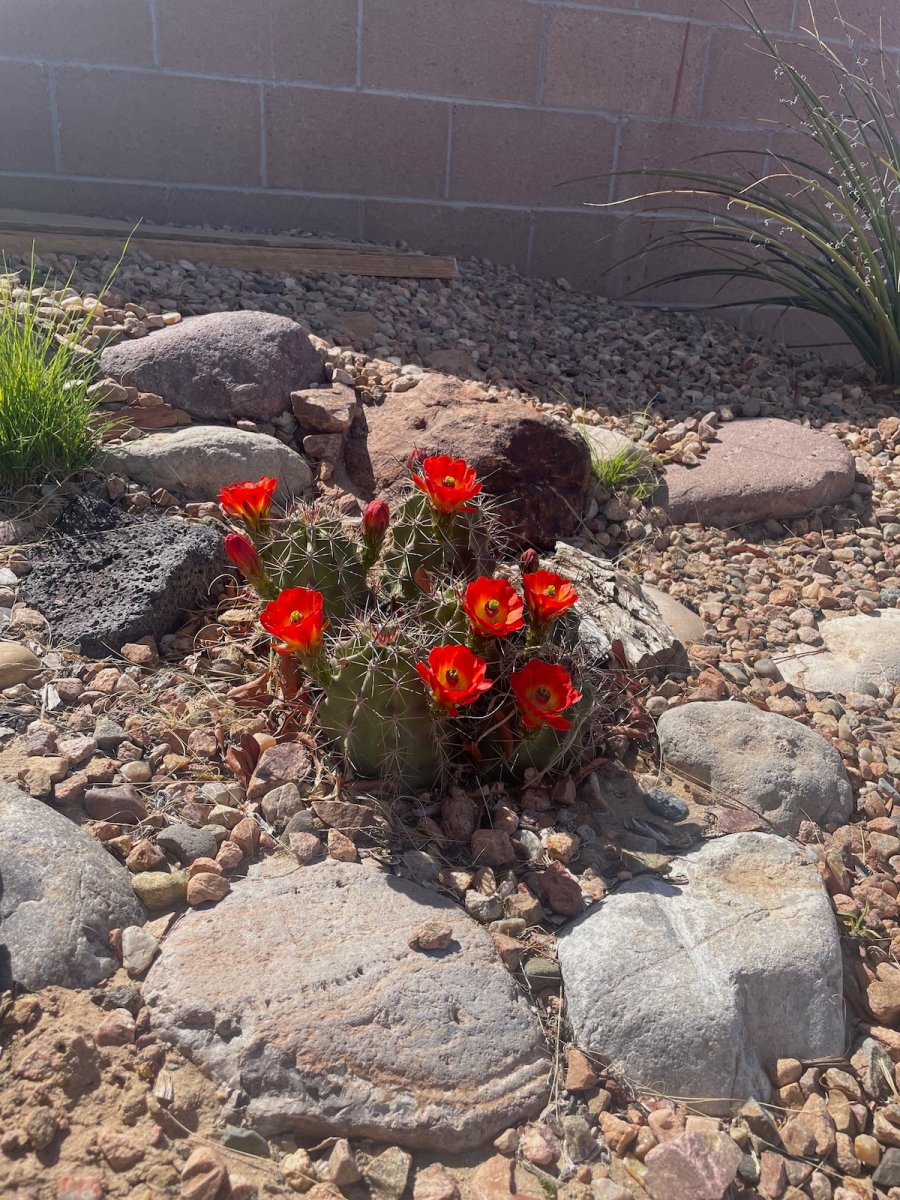 A southwestern landscape featuring big rocks and blooming cacti.