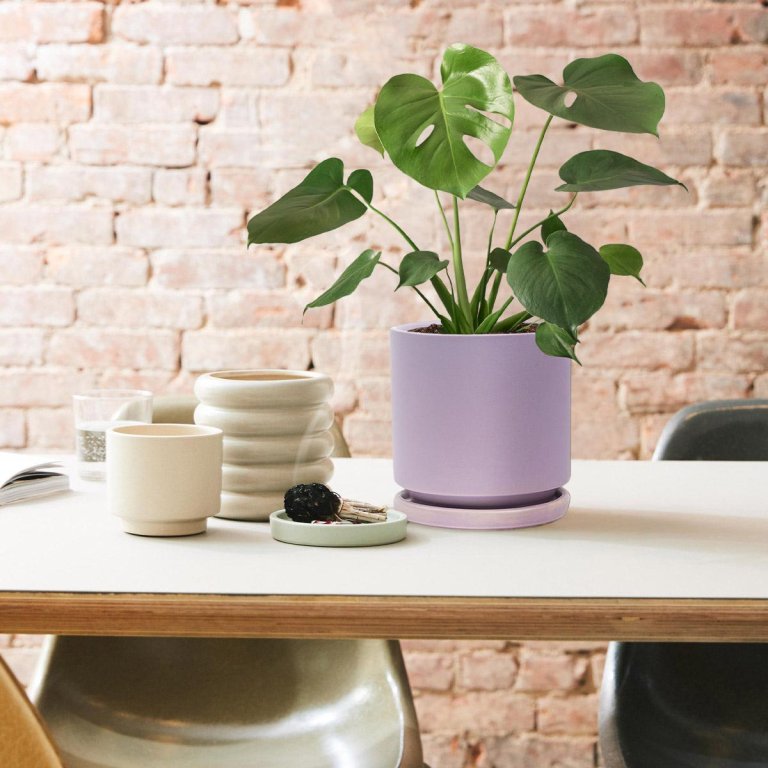 The Sill Sale Monstera Deliciosa