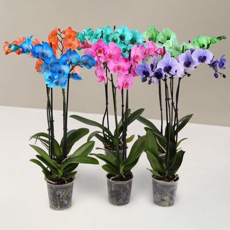 The Sill Sale Watercolor Orchid Assortment