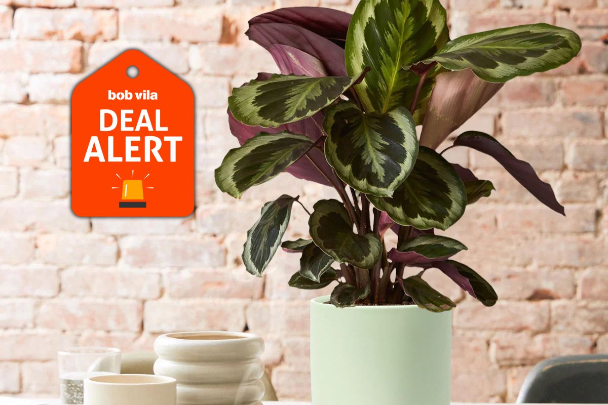 The Sill Drops Hundreds of Plants Up to 47% Off—Orchids, Monsteras, Citrus Trees, and More