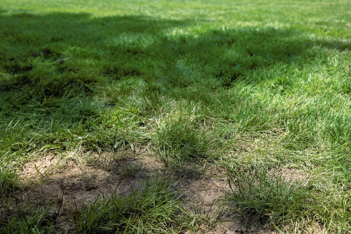 Bare spots in a lawn in need of TruGreen services.