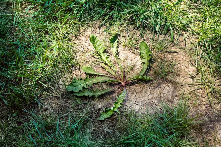 A dandelion weed growing in a lawn.