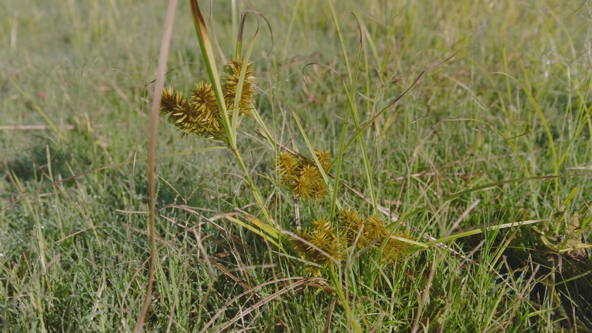A nutsedge weed that is preventable with a TruGreen lawn care service.