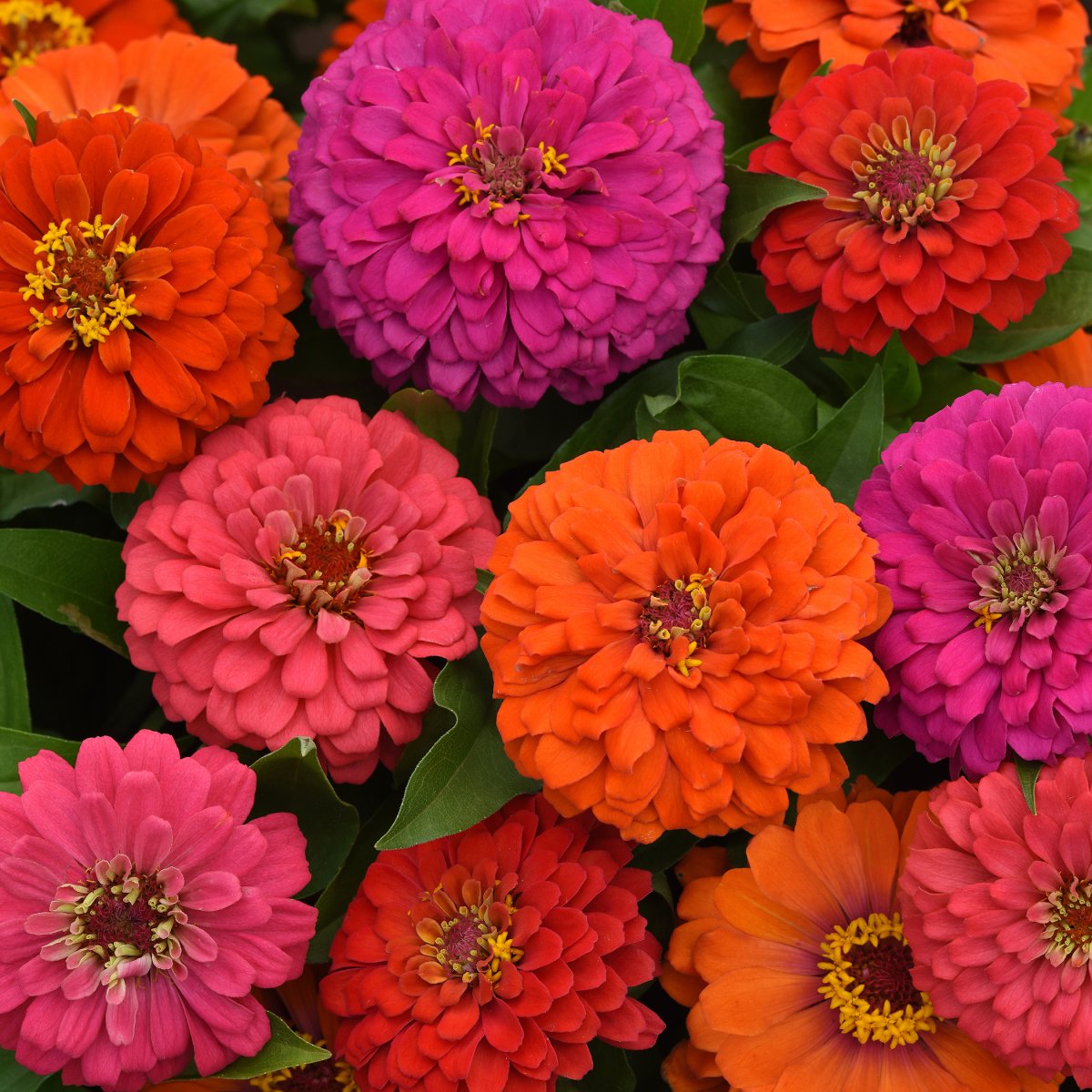 Elegant Hot Mixture Zinnia