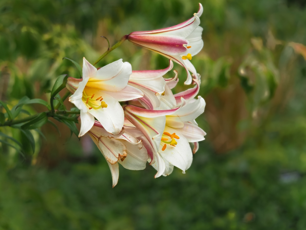 A close-up photo of pink and white Big Brother Lillies. 