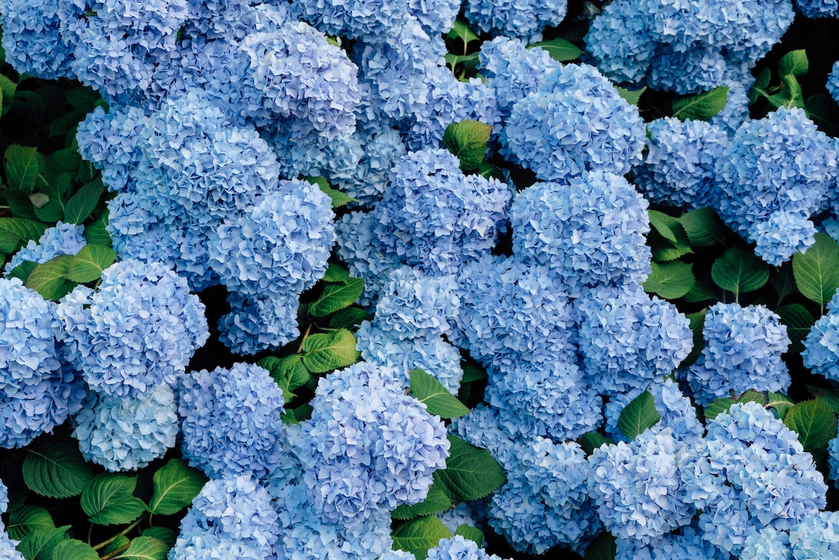 A bush of large blue hydrangea plants. 