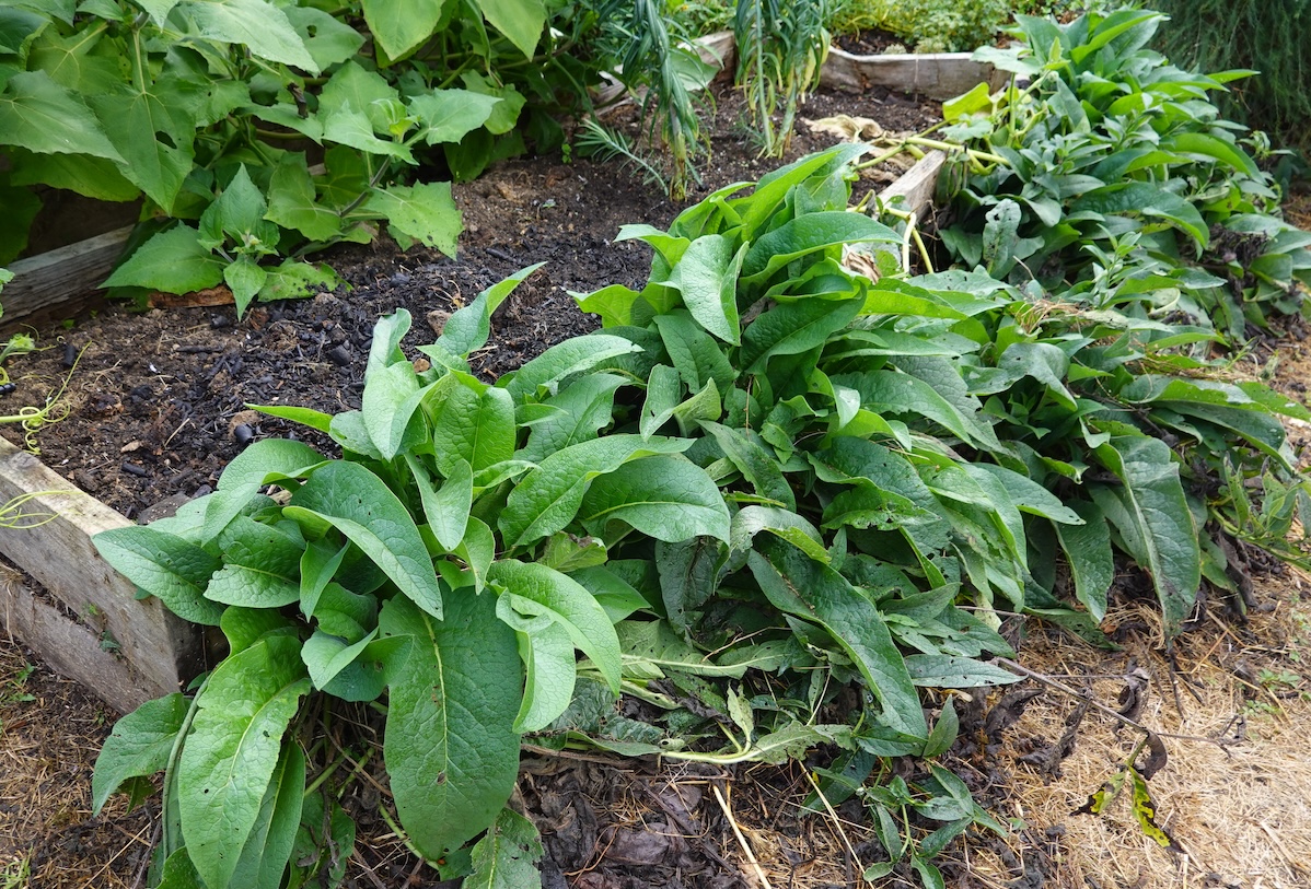 Comfrey plants growing vigorously on the sides of a raised bed, used for chop and drop mulching, enriching soil in a sustainable permaculture garden