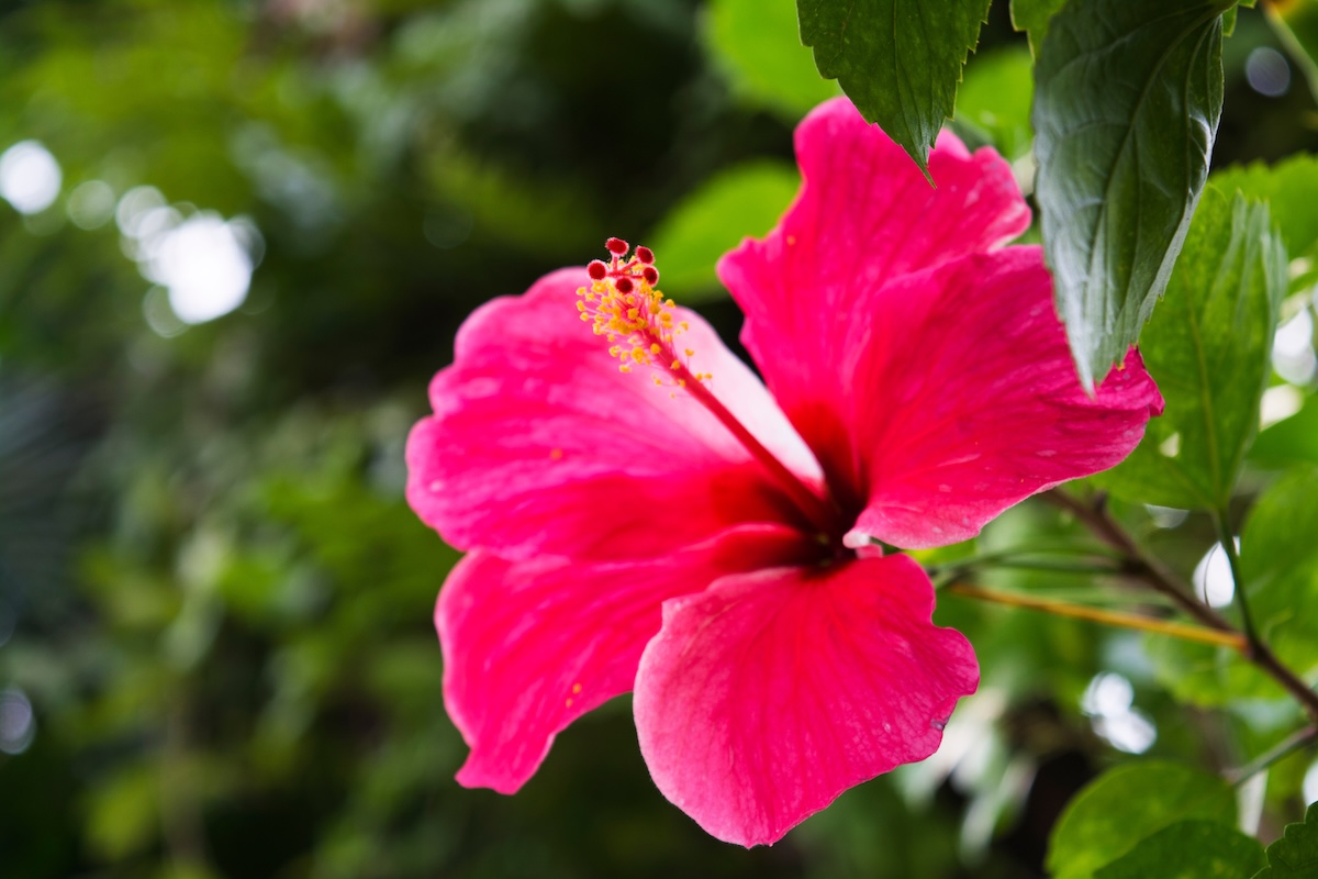 A large and dark pink 'Evening Rose' Hibiscus plant.