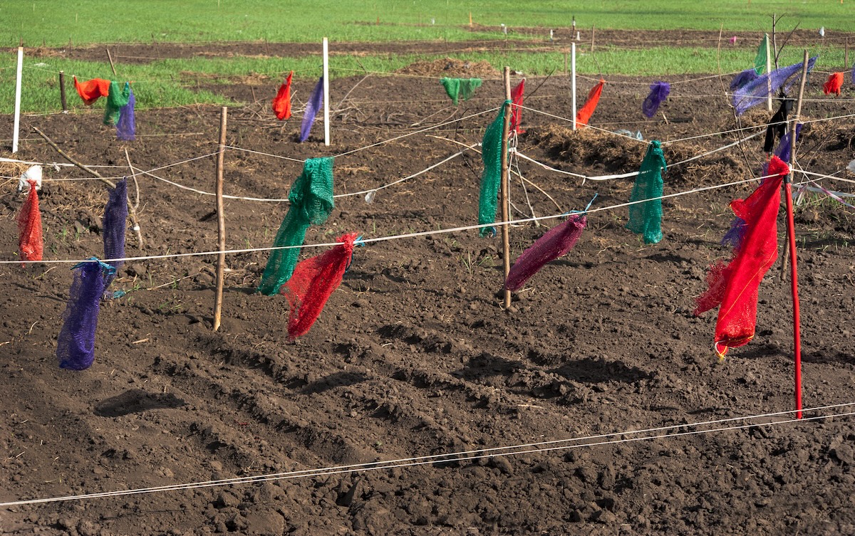 Ribbons of colored fabrics tied around a tilled garden patch to repel birds.