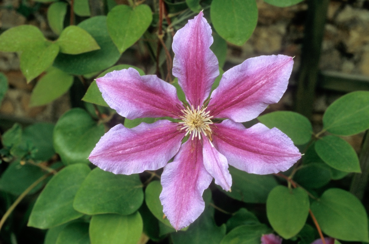 A pink and magenta Fireworks Clematis flower.