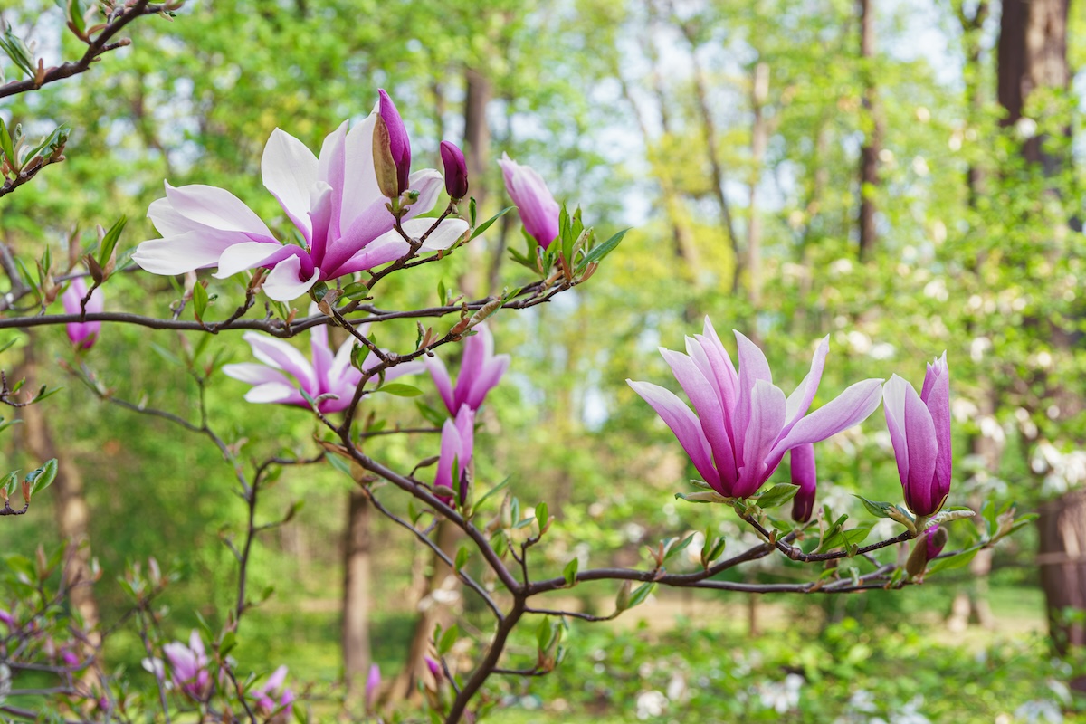 A tree branch with several Galaxy Magnolia blooms. 