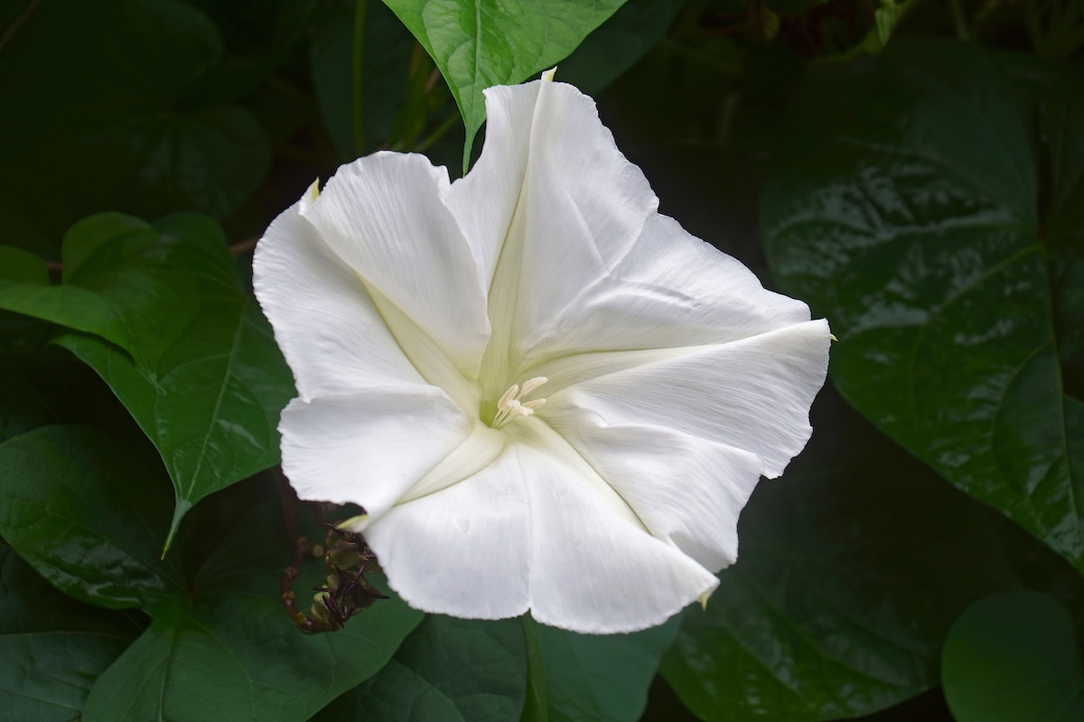 A striking Giant White Moonflower blooming.