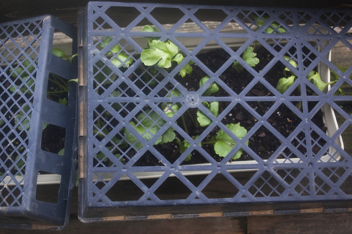 Recycled greenhouse daisy trays for garden supplies.