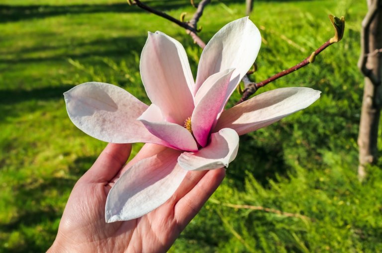 Comparison of a huge magnolia flower with a woman's hand. Large petals of a white and pink flower of a blooming magnolia in a garden.