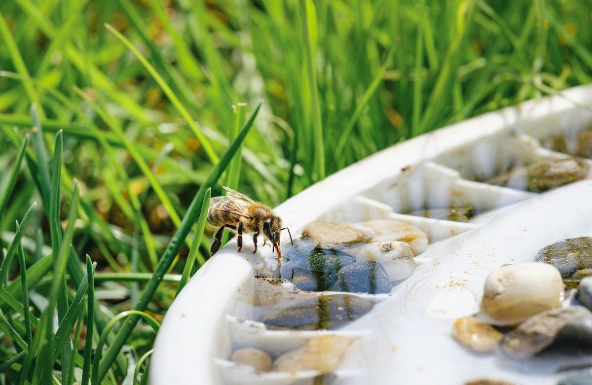 Honeybee in a shallow dish of water full of stones outdoors.