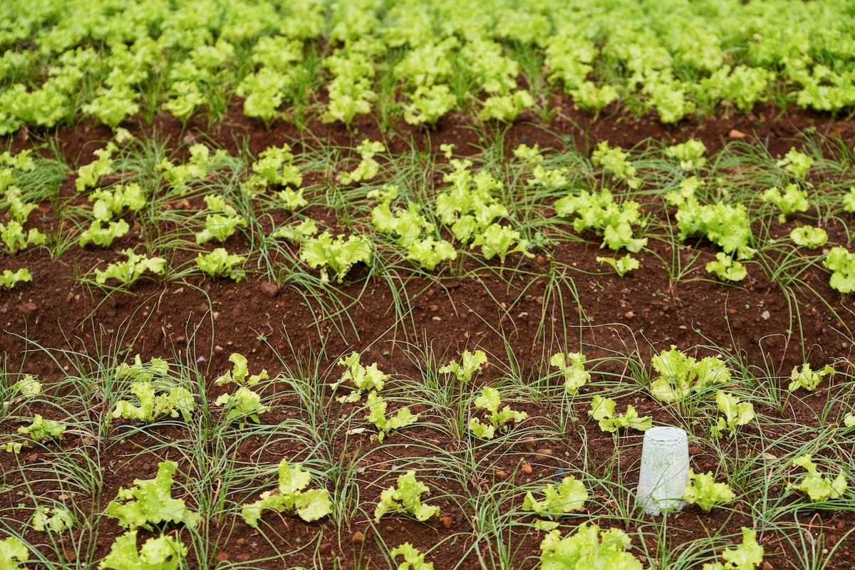 Scallions and lettuce tightly interplanted in rows in a garden.