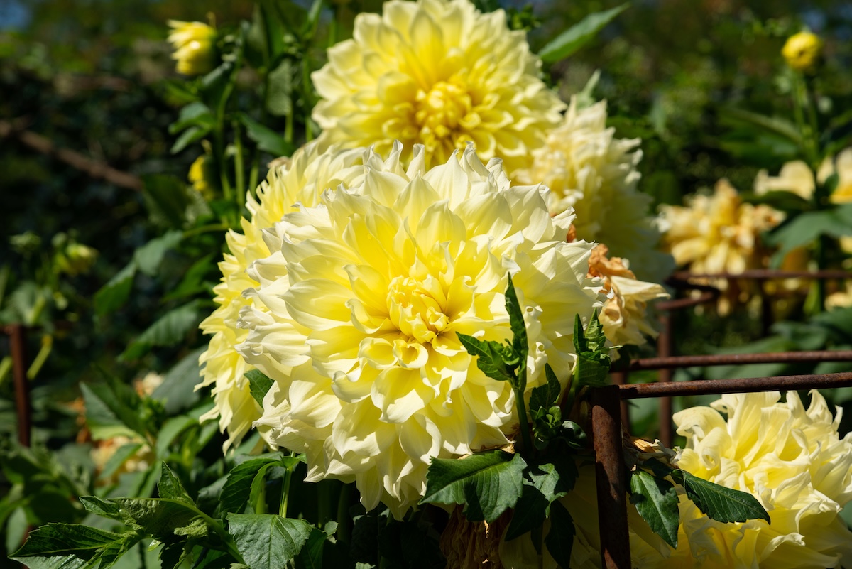 A massive yellow Kelvin Floodlight Dahlia flower in a sunny garden.