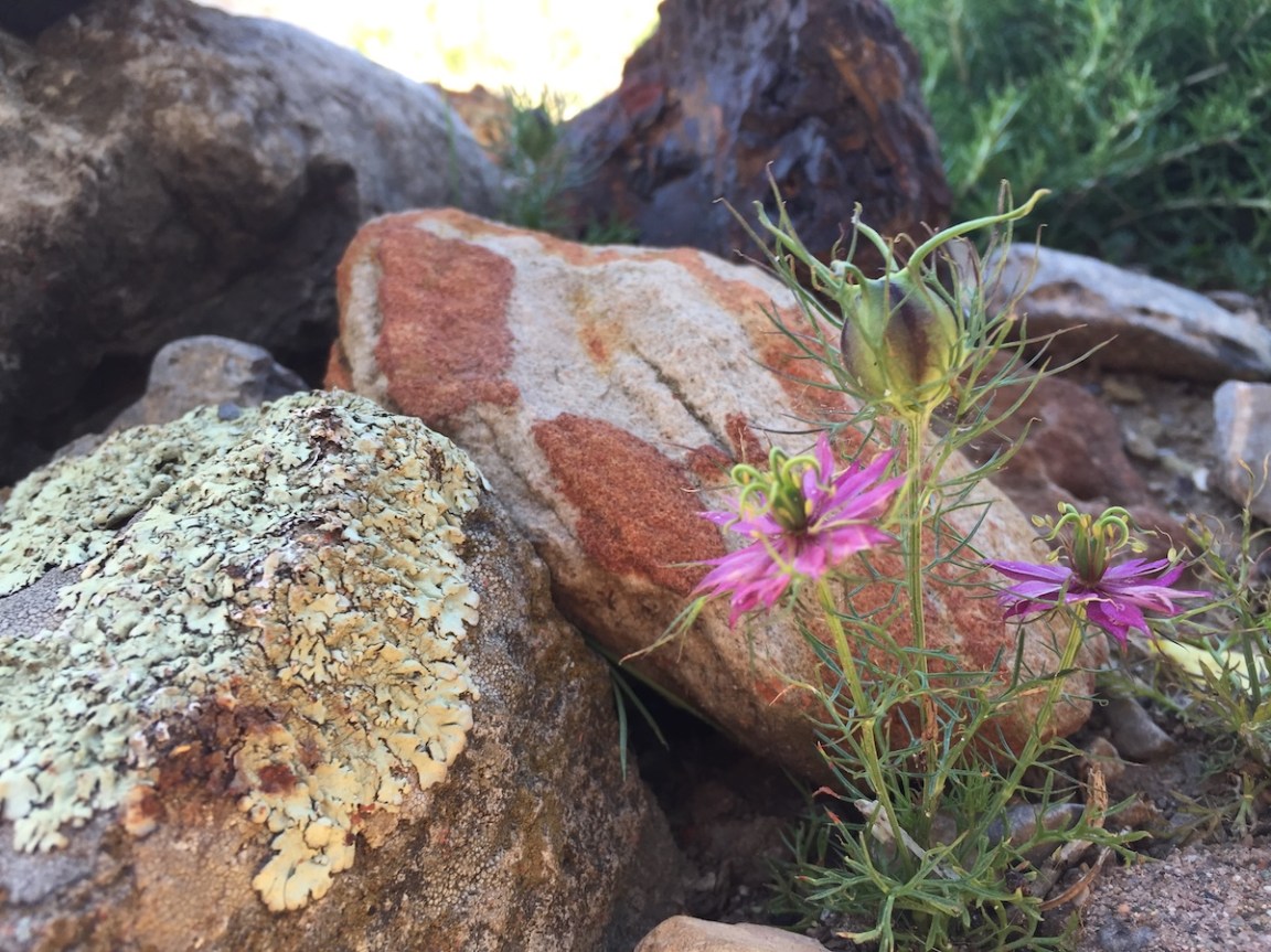Landscaping With Rocks: Tips and Ideas From a Seasoned Gardener