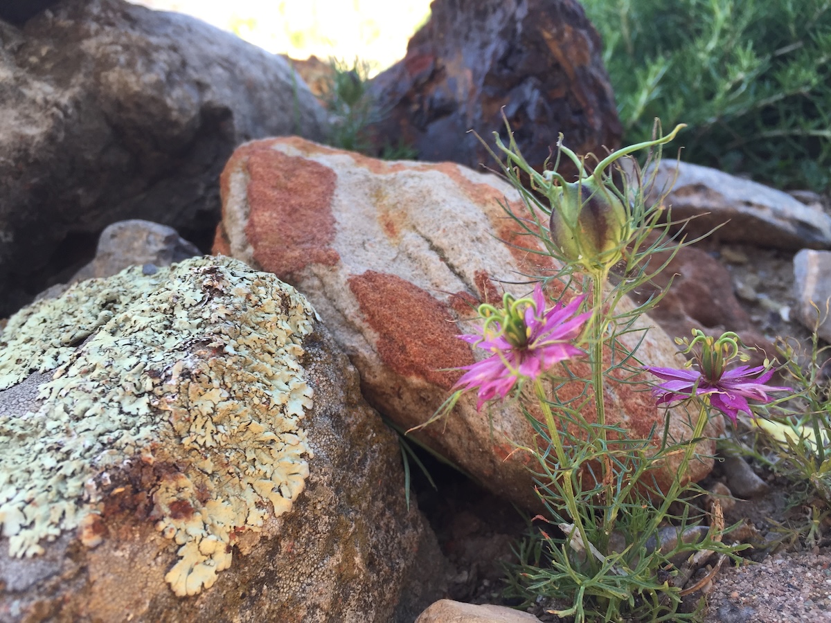 Several large boulders rest in a garden.